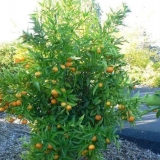 Kako se zove mješavina grejpa i narandže